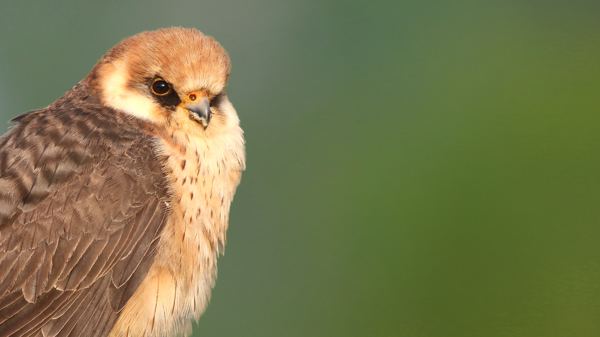 Red-footed Falcon